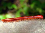 Red Millipede.JPG (115 KB)